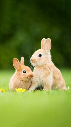 two rabbits are sitting in the grass