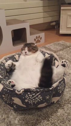 a cat laying on its back in a dog bed