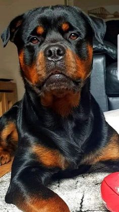 a black and brown dog laying next to a red mouse