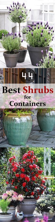 the words best shrubs for containers in front of some potted plants