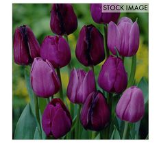 purple tulips are blooming in the garden