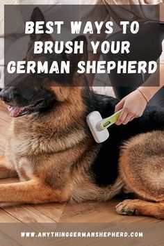 a woman brushing her german shepherd dog's teeth with a brush and toothpaste