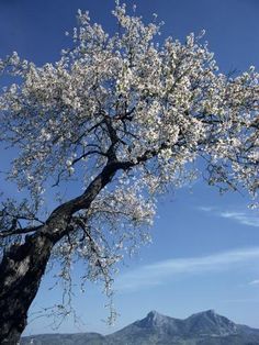 a tree with white flowers in the foreground and mountains in the background