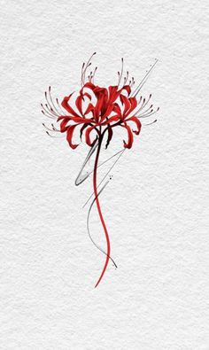 a red flower on a white background