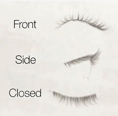 the front and side of eyelashes are shown with long, thin lashes on each side