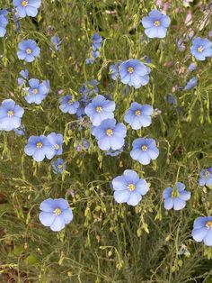 some blue flowers are growing in the grass