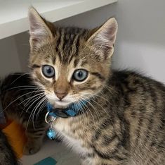 a kitten with blue eyes sitting on the floor