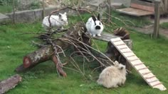 two cats sitting on top of a tree log in the grass next to a ladder