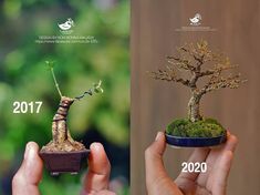 two pictures showing the same tree in different stages of growth