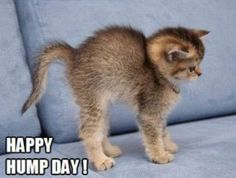 a kitten standing on top of a blue couch next to the caption it's hump day