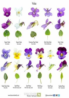 an image of flowers that are in different colors and sizes on a white background with the words wildflowers written below them