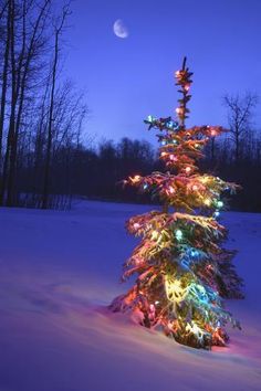 a christmas tree is lit up in the snow