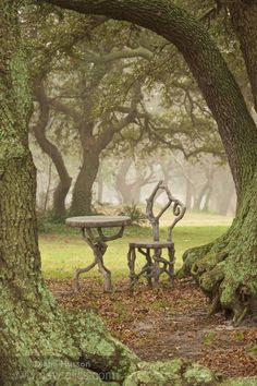 an image of a bench and table in the woods with mossy trees around it