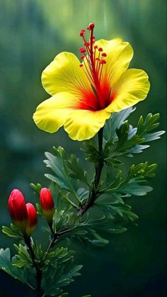 Pretty Flowers Photography, Very Beautiful Flowers, Nature Photography Flowers, Beautiful Flowers Images, Good Morning Flowers Pictures, Beautiful Flowers Photography, Good Morning Flowers Gif, Flowers Photography Wallpaper, Beautiful Flowers Photos