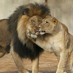 two lions playing with each other in an enclosure at the zoo, one is rubbing its head against the other's neck