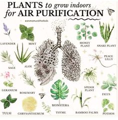 an illustration of plants to grow indoors for air purification