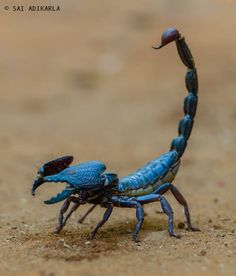 two blue bugs on the ground with one bug in it's mouth and another beetle behind them