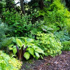 a garden with lots of green plants and trees in the background, along with mulch