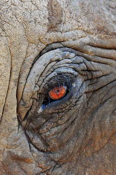 an elephant's eye is shown with red eyes