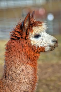 an orange and white llama is looking at the camera