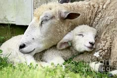 two lambs are cuddling together in the grass