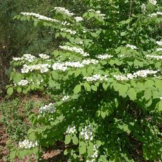 white flowers and green leaves in the woods