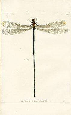 a drawing of a dragonfly sitting on top of a stick