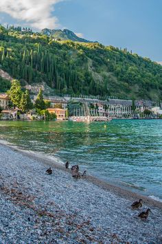 several birds on the shore of a lake