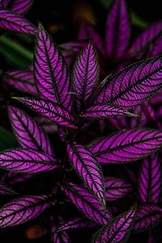 purple leaves with green stems in the background