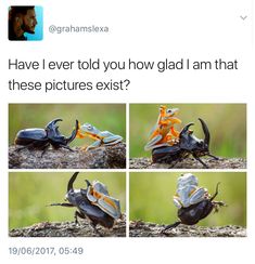 an orange and black beetle sitting on top of a piece of wood next to another insect