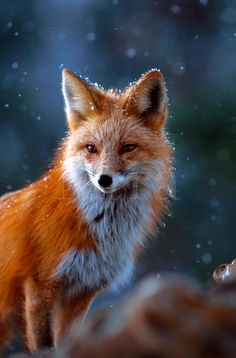 a red fox standing on top of a snow covered ground