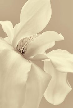 a large white flower is shown in sepia