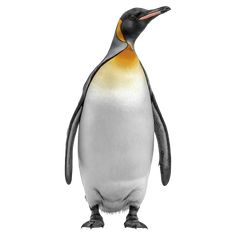 an image of a penguin that is standing up