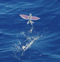 a bird flying over the water with its wings spread out and it's body in the air