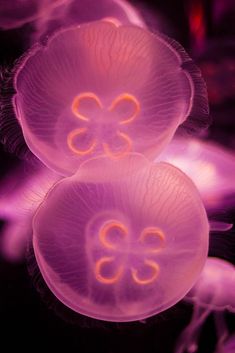 two jellyfishs are glowing in the dark water with their tails curled up to look like flowers