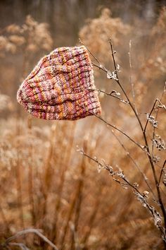 a knitted hat sitting on top of a plant in the middle of a field