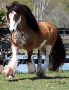 a brown and white horse walking across a lush green field next to a fenced in area