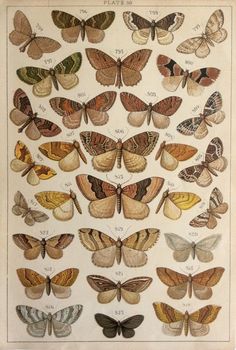 an antique butterfly print with many different colors and patterns on it's back side