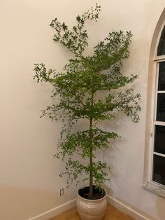 a potted tree sitting in front of a window on a hard wood floor next to a white wall