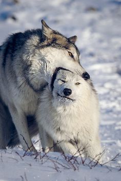 two wolfs playing in the snow with eachother's face close together