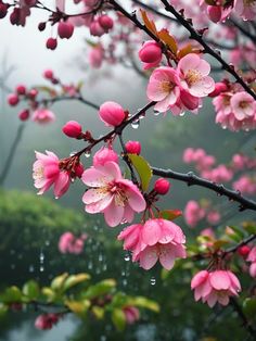 pink flowers are blooming on a tree branch in the foggy raindrops