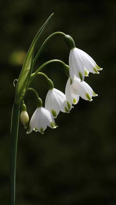 white flowers with green stems in front of dark background