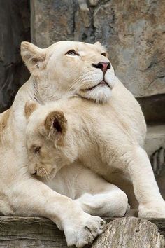 two white lions cuddling on top of each other