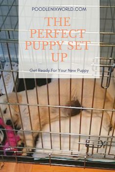 a dog in a cage with the words, the perfect puppy set up get ready for your new puppy