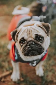 a small pug dog wearing a red and black jacket looking at the camera while standing on grass