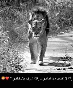 a black and white photo of a lion walking down a road