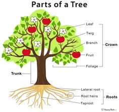 the parts of a tree labeled in english