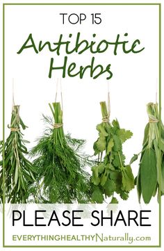 Top 15 Antibiotic Herbs Natural Healing Remedies, Healing Plants, Natural Antibiotics, Herbal Healing, Herbs For Health, Natural Therapy, Healing Herbs, Natural Health Remedies, Natural Home Remedies