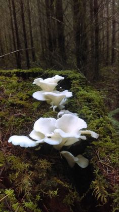 white mushrooms growing on the side of a moss covered hill