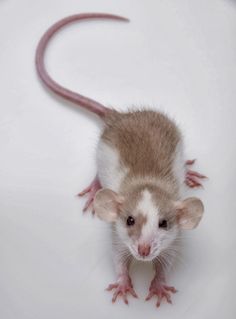 a brown and white rat sitting on top of a white table